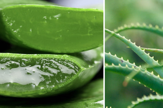Aloe Vera o "la planta milagrosa"